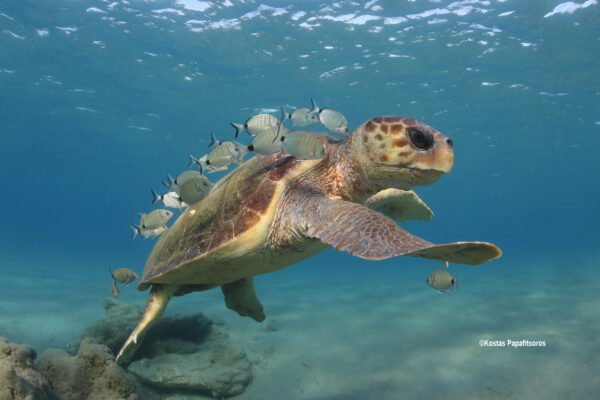 Sea turtles in the Mediterranean Region – MTSG Regional Report 2020 ©