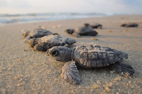 Sea turtle nesting 2020 various sites