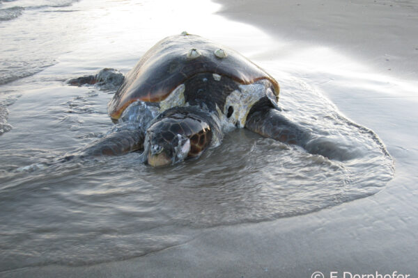 Development of a Pan-Mediterranean Sea Turtle Stranding Protocol & Database