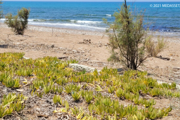 T-PVS/Files(2021)32. Threats to marine turtles in Thines Kiparissias (Greece)