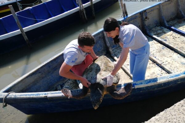 “Fighting” for turtles! A Story of Conservation from the Mediterranean!